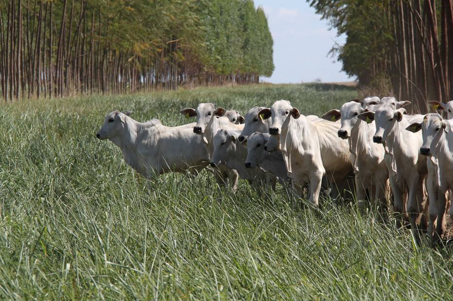 Fórum Estadão Agronegócio Sustentável