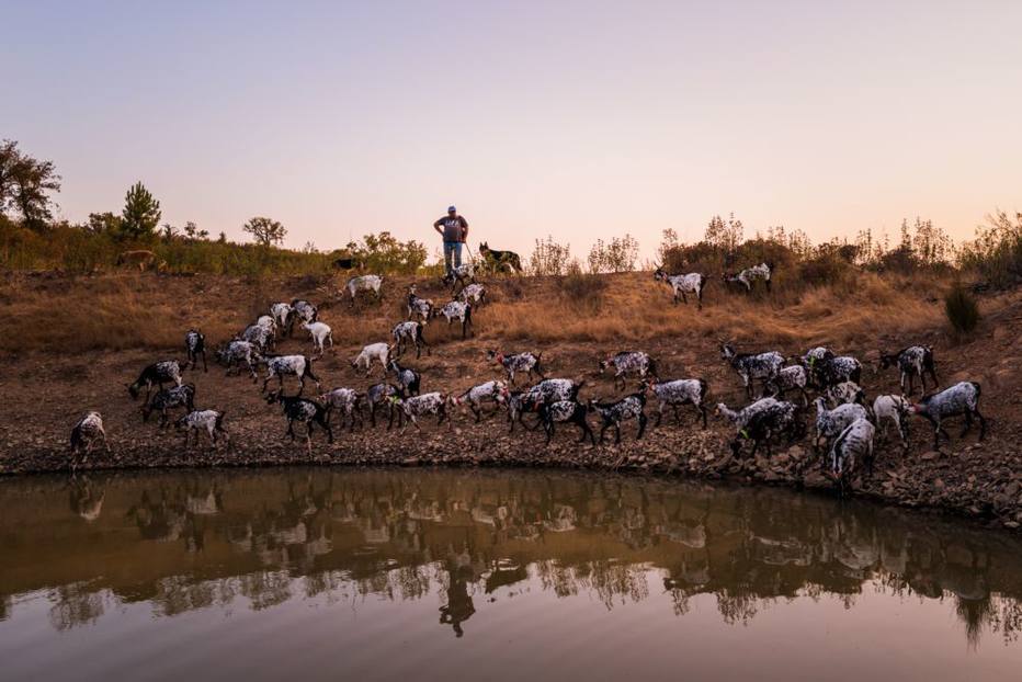 Leonel Martins Pereira é o ultimo pastor de sua aldeia de Vermelhos, em Portugal. Ele cuida de cerca de 150 cabras.