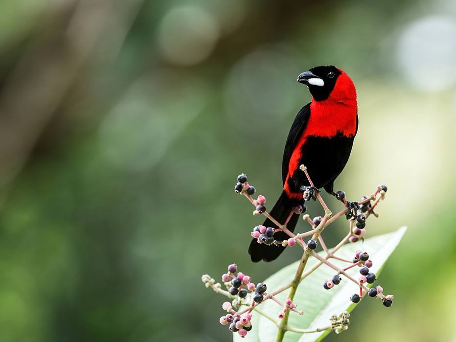 Aves Que Usam A Cauda Para Atrair As Fêmeas