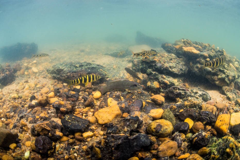 Peixes do Xingu