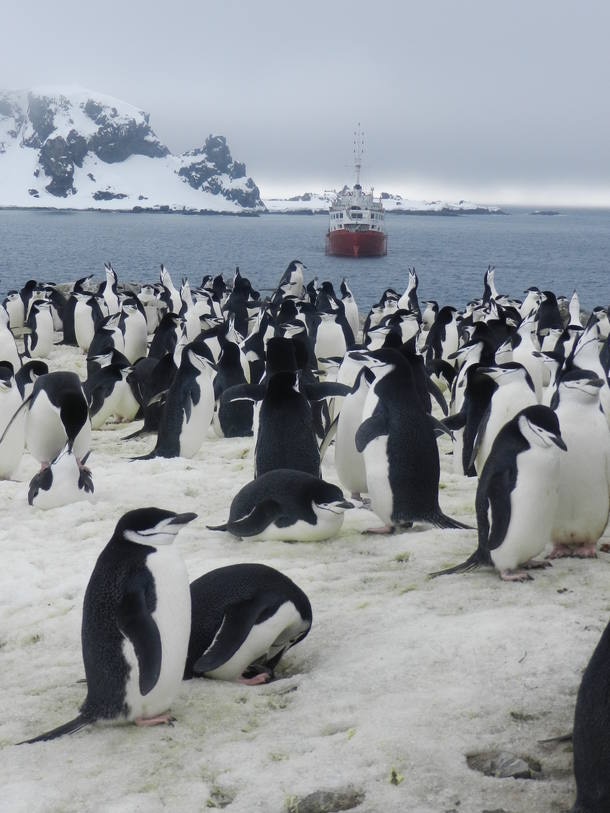 Antártida - Pinguins - Foto Adriana Moreira Estadão