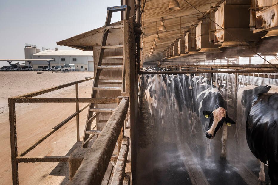 Produção de leite na Arábia Saudita depende do petróleo