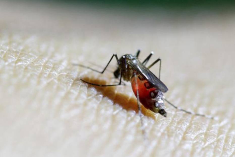 Doenças transmitidas pelo Aedes causaram prejuízo de mais de R$ 2 bi em 2016, aponta estudo