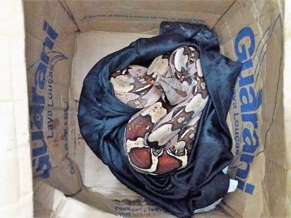Seis jiboias despachadas pelos Correios são apreendidas em Taubaté
