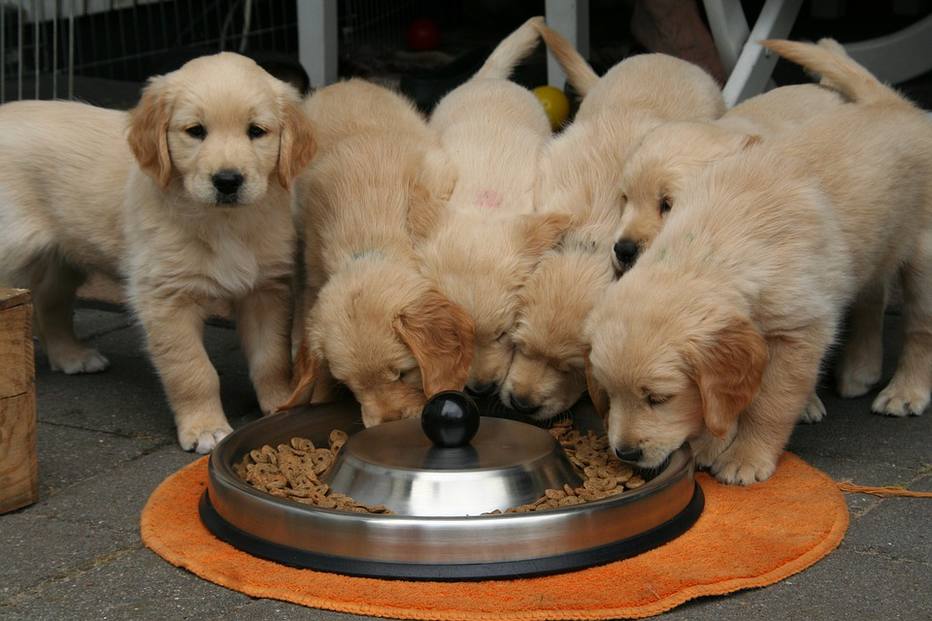 Lei nos Estados Unidos proíbe venda de animais das fazendas de filhotes