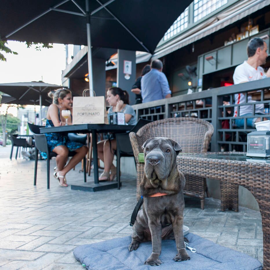 Bares pet friendly em SP confira quatro locais de happy hour que