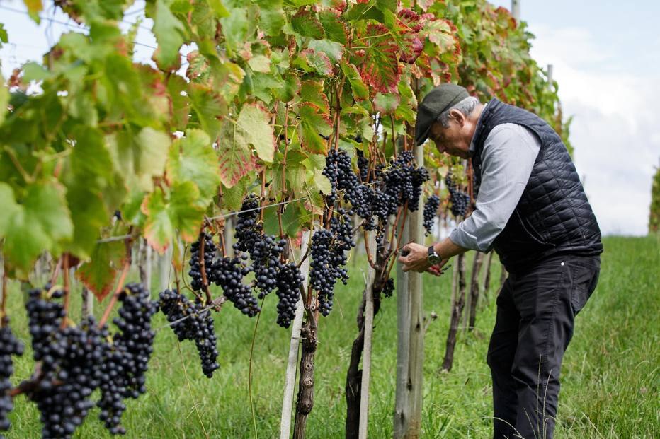 Com o vinho em alta, vinícolas se espalham pelo País