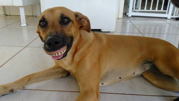 54 Provas De Que Os Cachorros Sao Os Animais Mais Fofos Do Mundo Emais Estadao Seaman era um jogo de bichinhos virtuais nos moldes do icônico tamagotchi que dominou os recreios ao redor do mundo nos anos 90. 54 provas de que os cachorros sao os