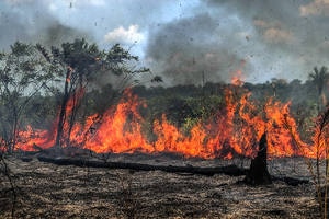 Amazônia em chamas: veja imagens de queimadas em Santo Antônio do Matupi,  no Amazonas - Sustentabilidade - Estadão