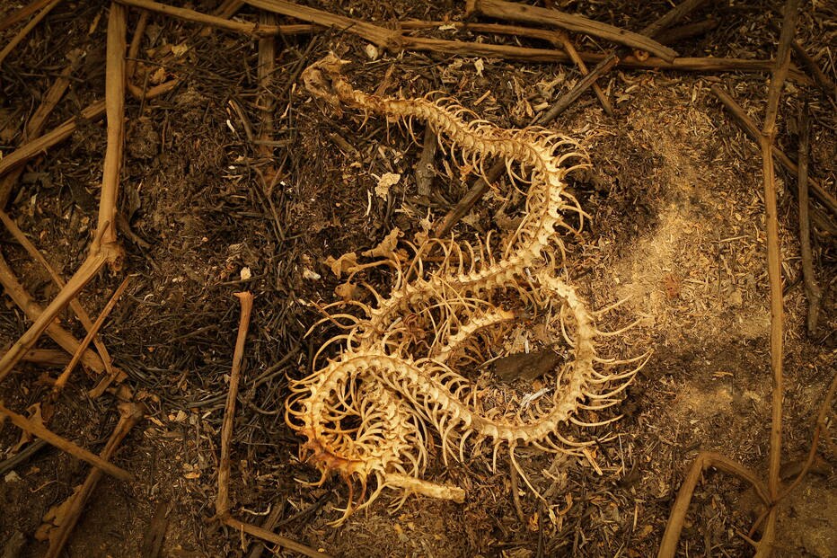 Rastros. Na destruição geral, o que restou de uma cobra