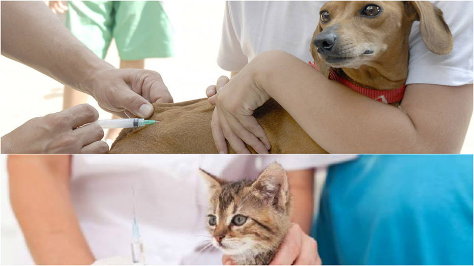 Como Vacinar Gato Para Não Engravidar Campanha de vacinação em cães e gatos começa nesta segunda em SP - São