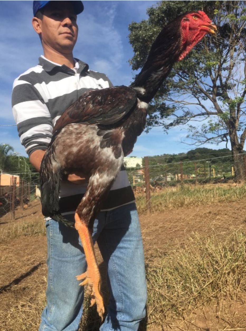 Galo com 1,24 m de comprimento vive no interior de SP