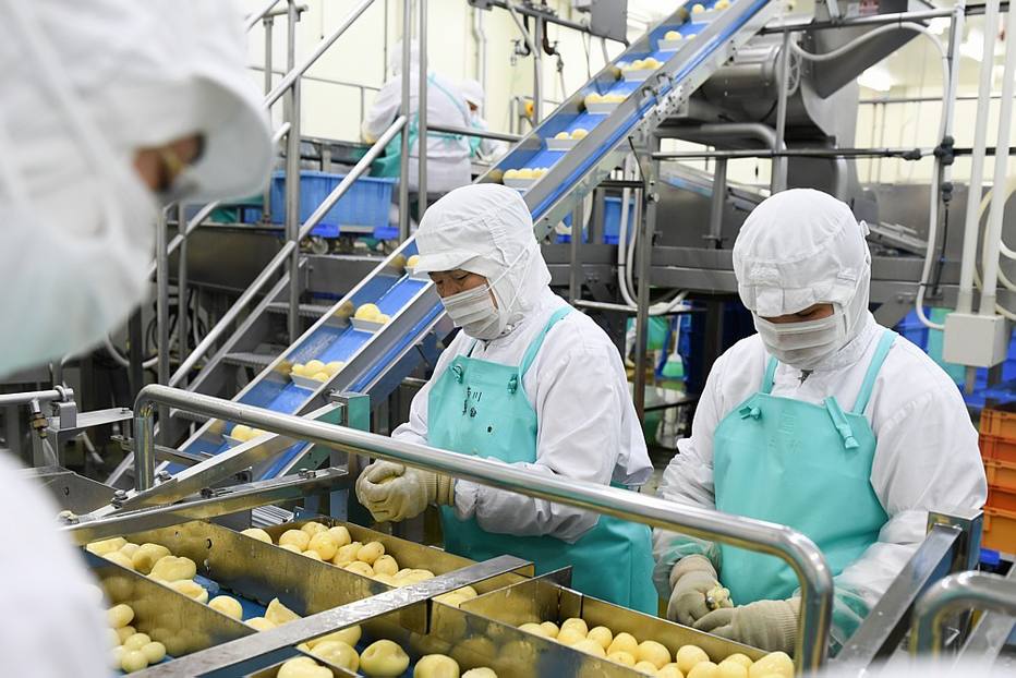O trabalho de descascar batatas exige habilidades únicas aos humanos. Em uma usina de Asahikawa, robôs foram incapazes de realizar a tarefa.
