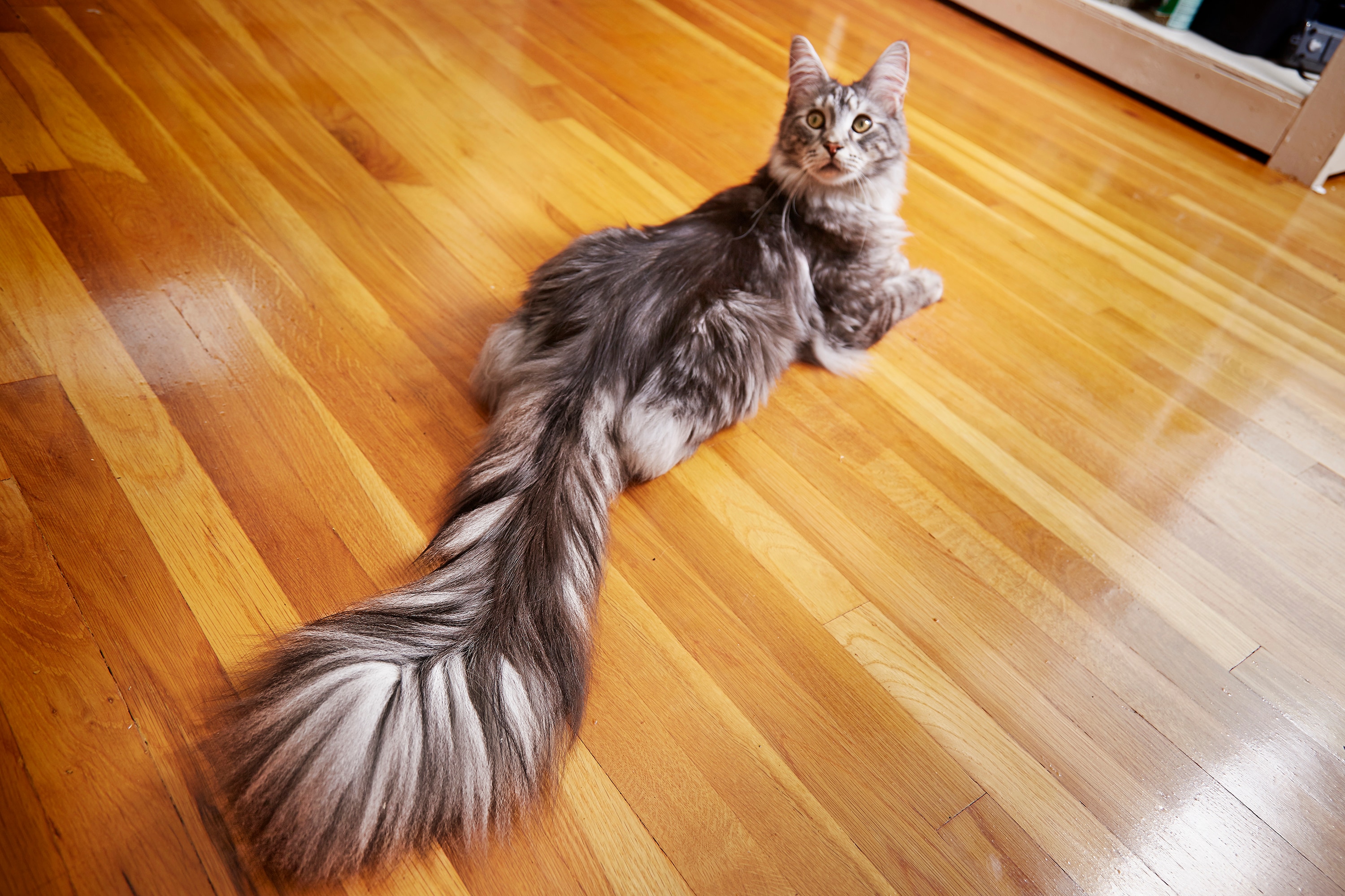 Gato Tem O Maior Rabo Do Mundo Emais Estad o