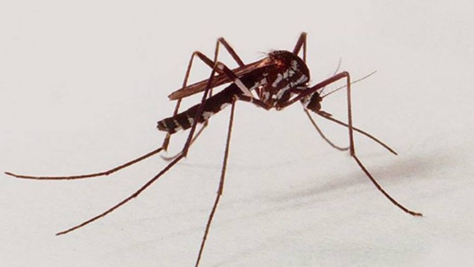 Mayaro, parente do vírus chikungunya já circula no Sudeste, segundo estudo da UFRJ