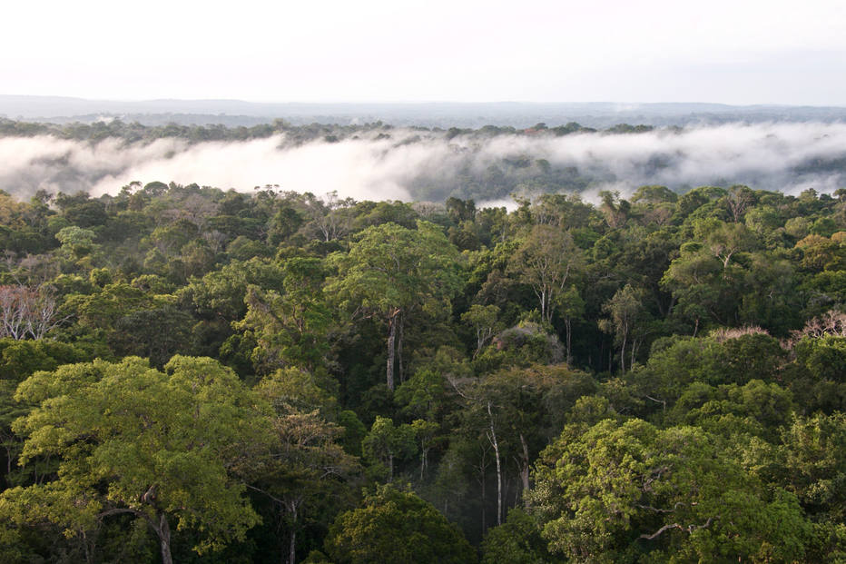 Governo Bolsonaro estuda liberar exportação 'in natura' de madeira nativa da Amazônia