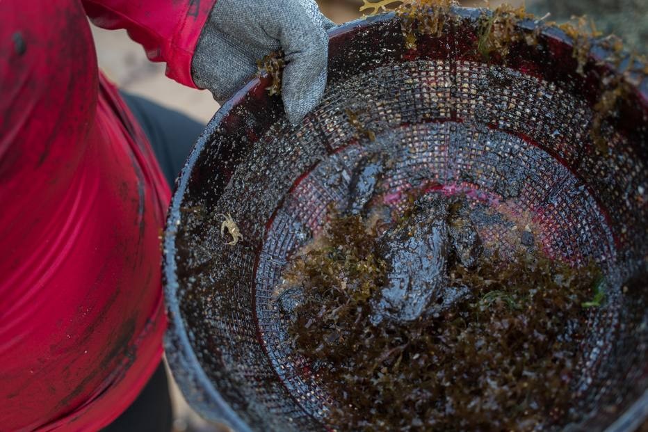 Um ano após óleo, estudo em quatro praias aponta perda de 80% da biodiversidade