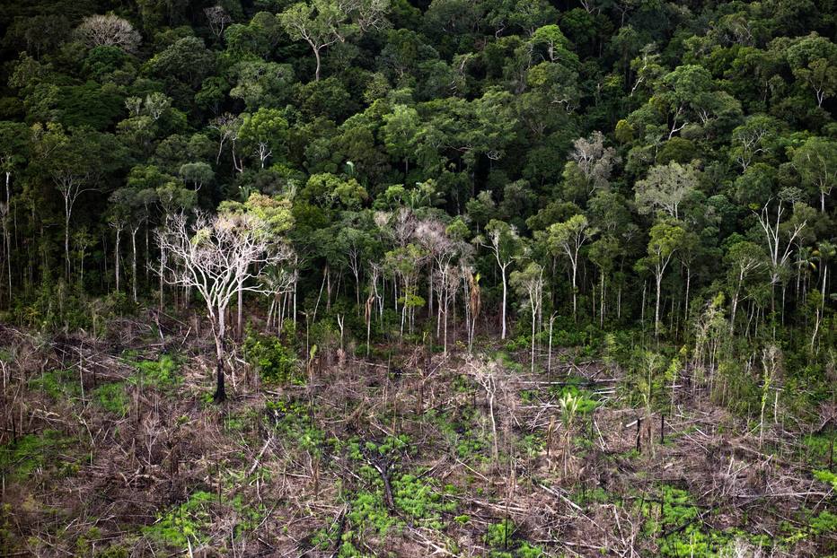 Servidores do BNDES e Ibama farão protesto contra mudanças no Fundo Amazônia