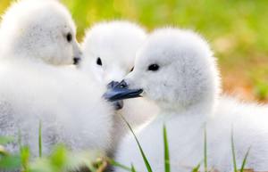 Filhotes Raros Nascem No Zoologico De Sao Paulo Cidades Estadao