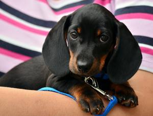 54 Provas De Que Os Cachorros Sao Os Animais Mais Fofos Do Mundo Emais Estadao E se você gostar desta lista também gostará dos 10 animais de estimação mais bizarros do mundo e dos 10 animais que mais lutam para sobreviver. 54 provas de que os cachorros sao os