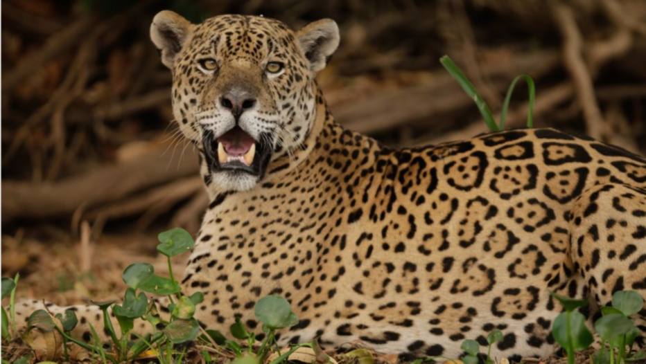 Onça-pintada aguarda chegada do resgate no Pantanal