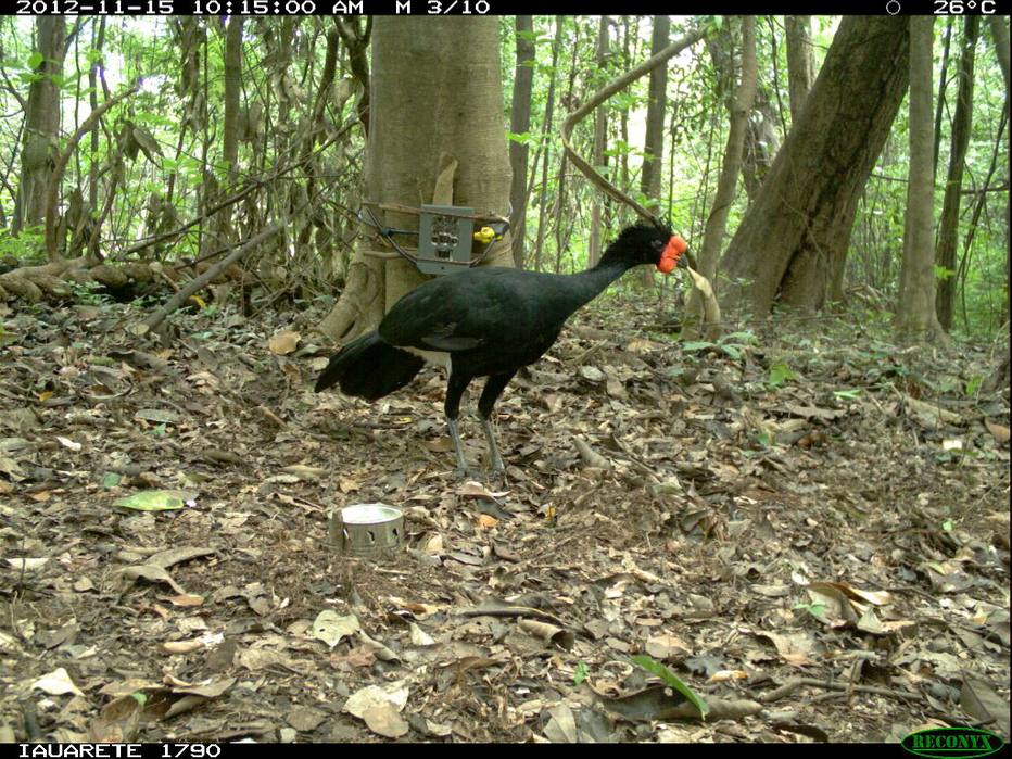 ctv-mid-amazonia big-brother2