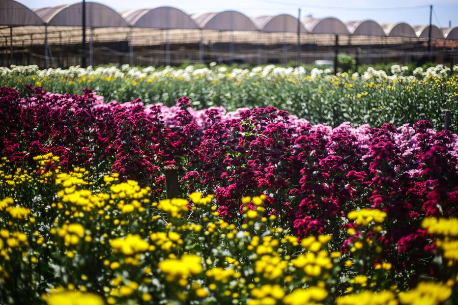 jardim botânico são paulo sp