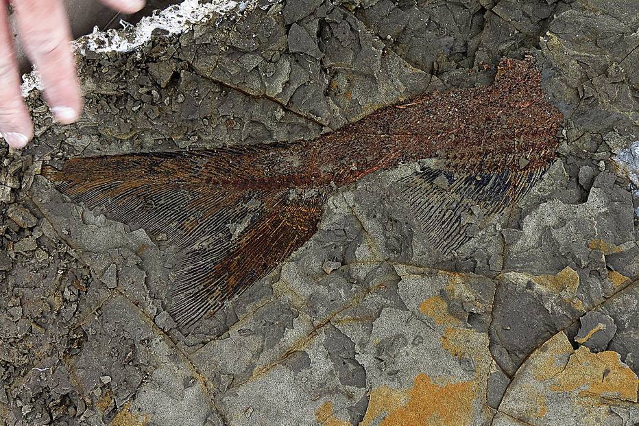 Fósseis de peixes em Dakota do Norte parecem datar do dia em que um meteoro atingiu a costa do México.