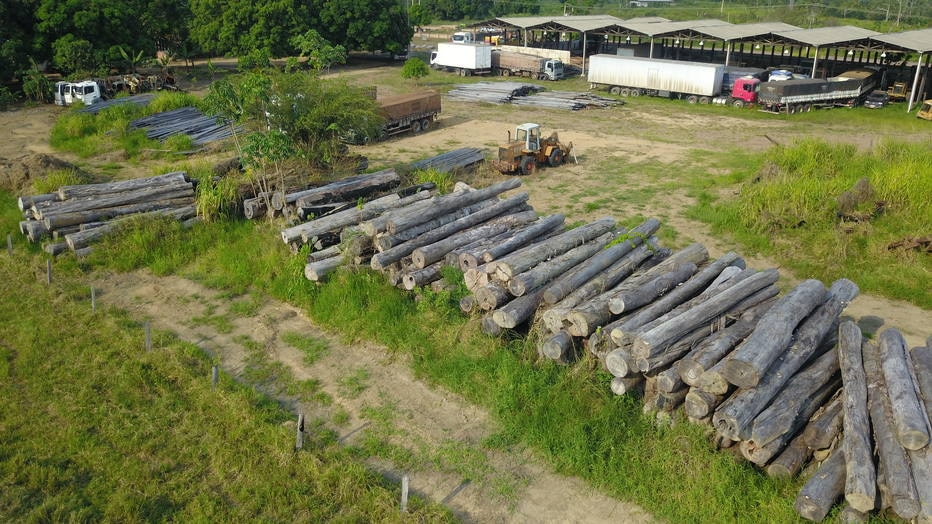 Dona de Belo Monte quer usar milhares de árvores nobres para produzir carvão