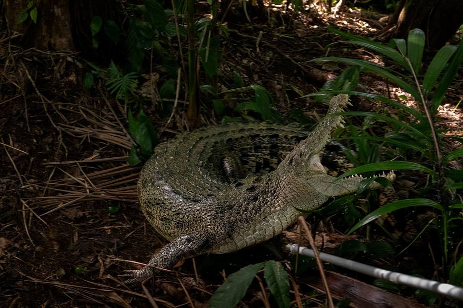 Crocodilos causam pelo menos uma morte por mês no Timor Leste
