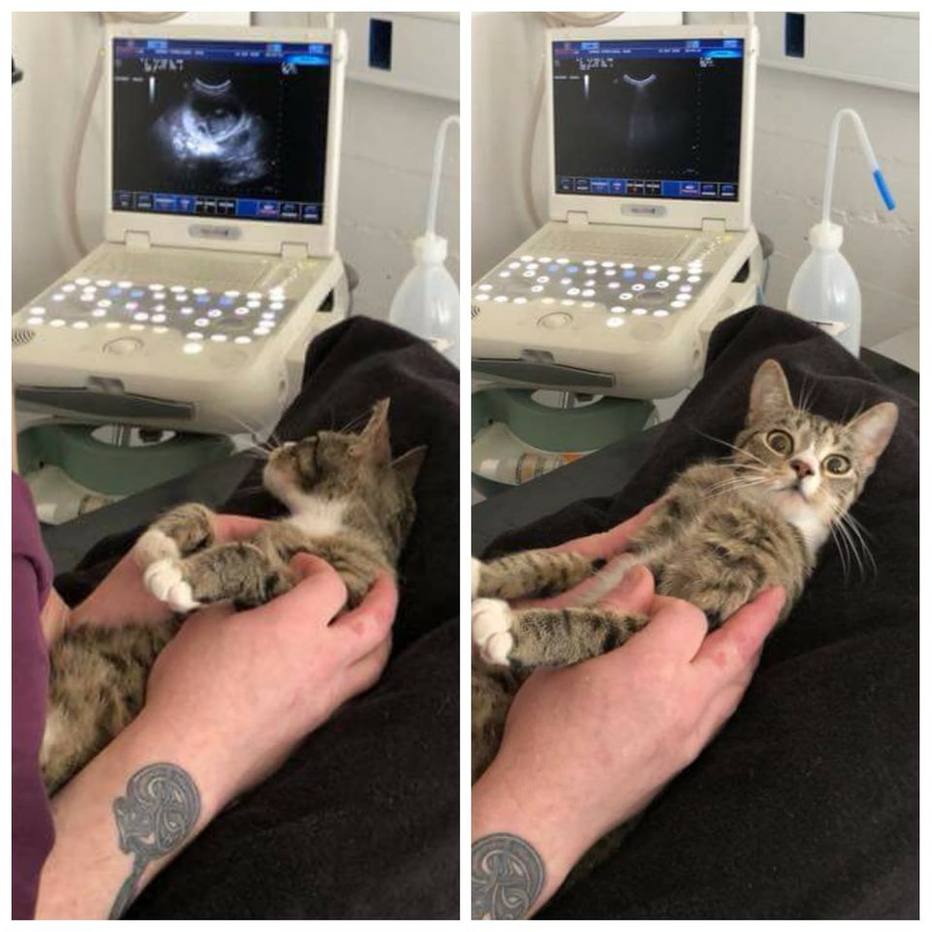 Gata Descobre Que Esta Gravida Durante Exame E Viraliza Como Meme Emais Estadao