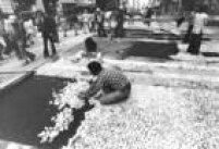 <a href='http://acervo.estadao.com.br/noticias/acervo,como-era-sao-paulo-sem-calcadas,9214,0.htm' target='_blank'>Pedras portuguesas</a> são colocadas nas calçadas da rua Barão de Itapetininga em 1976