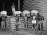 Trabalhadores carregam sacas de café em armazém paulista no final da década de 1950.