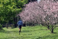 Parque possui mais de 4 mil pés de cerejeiras que florescem todos os anos