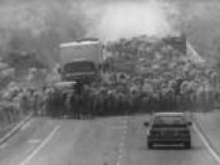 Boiada invade pista da então recém-inaugurada Rodovia Marechal Rondon (BR-364), que liga Cuiabá (Mato Grosso) a Porto Velho (Rondônia), Rondônia. 02/10/1984. 