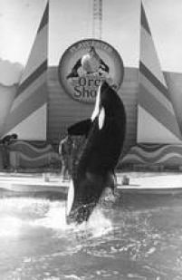 Treinamento de baleia Orca no tanque instalado no Parque de Diversões do Playcenter, em 27/06/1985