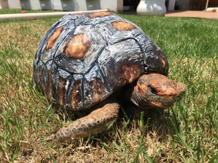 https://link.estadao.com.br/noticias/inovacao,com-impressora-3d-brasileiros-salvam-animais-feridos,10000081422 https://link.estadao.com.br/noticias/inovacao,com-impressora-3d-brasileiros-salvam-animais-feridos,10000081422