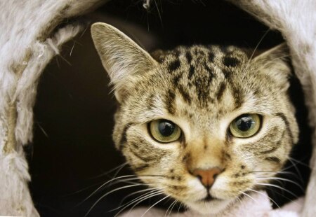 https://link.estadao.com.br/noticias/cultura-digital,seu-gato-leva-animais-mortos-para-casa-uma-inteligencia-artificial-pode-resolver-isso,70002898825 https://link.estadao.com.br/noticias/cultura-digital,seu-gato-leva-animais-mortos-para-casa-uma-inteligencia-artificial-pode-resolver-isso,70002898825