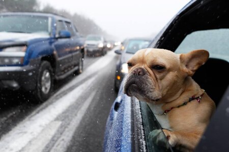 https://link.estadao.com.br/noticias/empresas,uber-lanca-modo-de-viagem-para-levar-animal-de-estimacao-nos-eua,70003043597 https://link.estadao.com.br/noticias/empresas,uber-lanca-modo-de-viagem-para-levar-animal-de-estimacao-nos-eua,70003043597