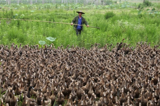 Fazendeiro chinês junto a criação de patos em Taizhou, na Província de Zhejiang (Reuters) 