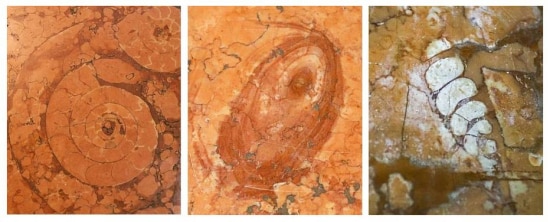 Fósseis marinhos visíveis nos mármores do Museu do Café em Santos.