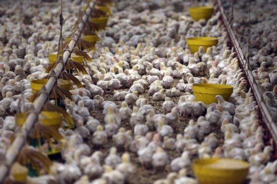 Já morreram no País 64 milhões de aves