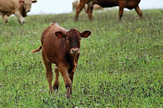 Pixabay Vaca 'invadiu' jogo de cricket na Inglaterra.