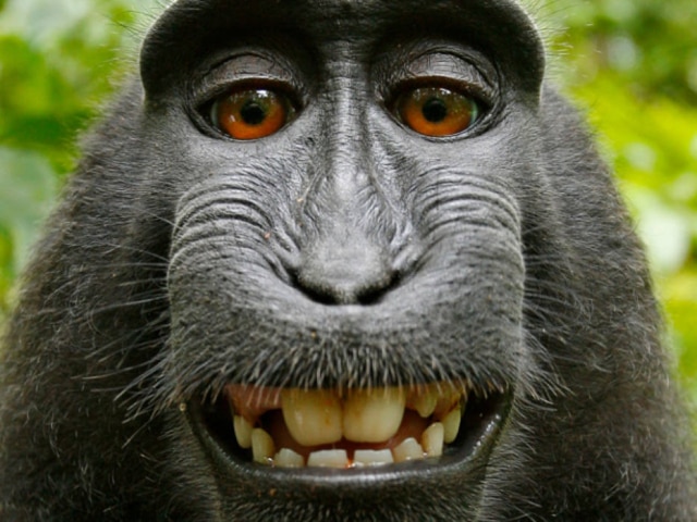 Wikimedia Commons Macaco Naruto