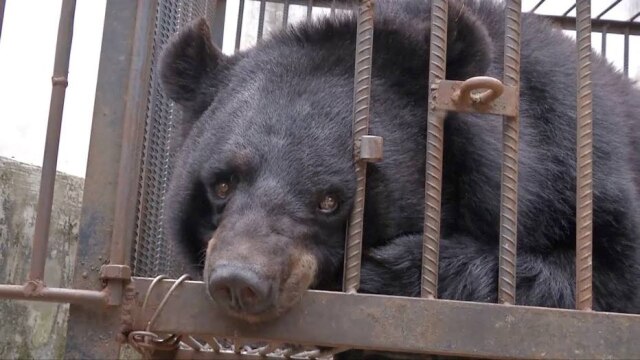 YouTube/CGTN Uma família chinesa tomou um susto quando descobriu que seu filhote de cachorro na realidade se tratava de um urso