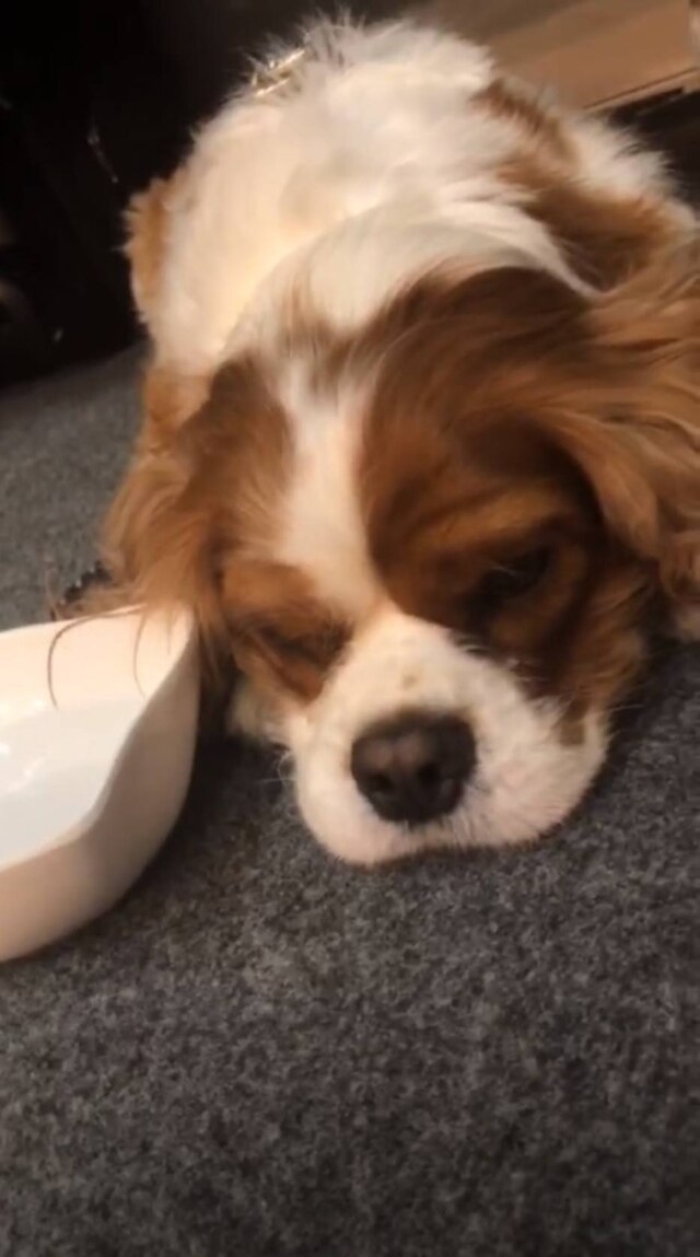 Instagram / @anitta O cãozinho de Anitta.