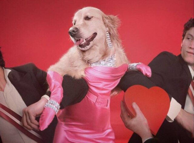 Instagram/@max_et_vincent O cãozinho Max foi fotografado em releituras de fotos icônicas de Madonna. Nesta imagem, ele recria cena de 'Material Girl', clipe de 1984.