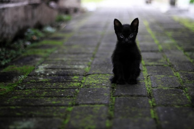 Pixabay Você atravessaria a rua ao cruzar com um gato preto?