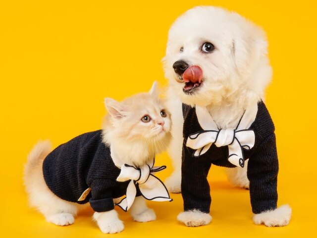 jellypet/Pixabay Todos os cães e gatos disponíveis para adoção já estarão devidamente castrados, vacinados e vermifugados.