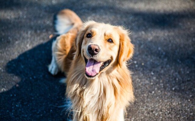 Pixabay Em algumas raças, como no golden retriever, aconselha-se retirar apenas o volume, deixando o pelo principal com comprimento normal.